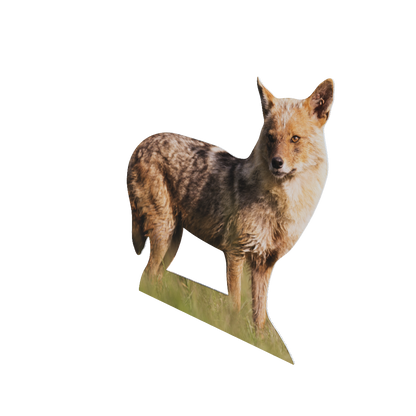 Animal display gold jackal