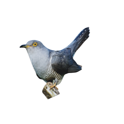 Tieraufsteller Kuckuck