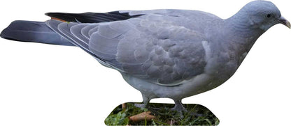 Esposizione di animali colomba