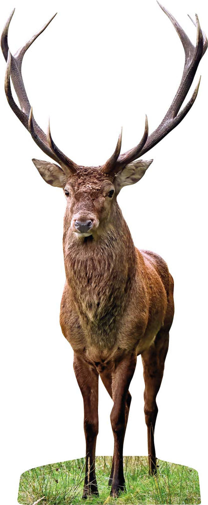 Animale sciacallo dorato in piedi - set da esterno