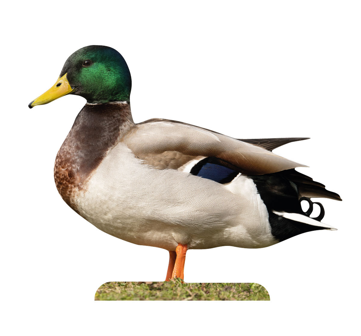 Germano reale da esposizione per animali (drago) - set da esterno