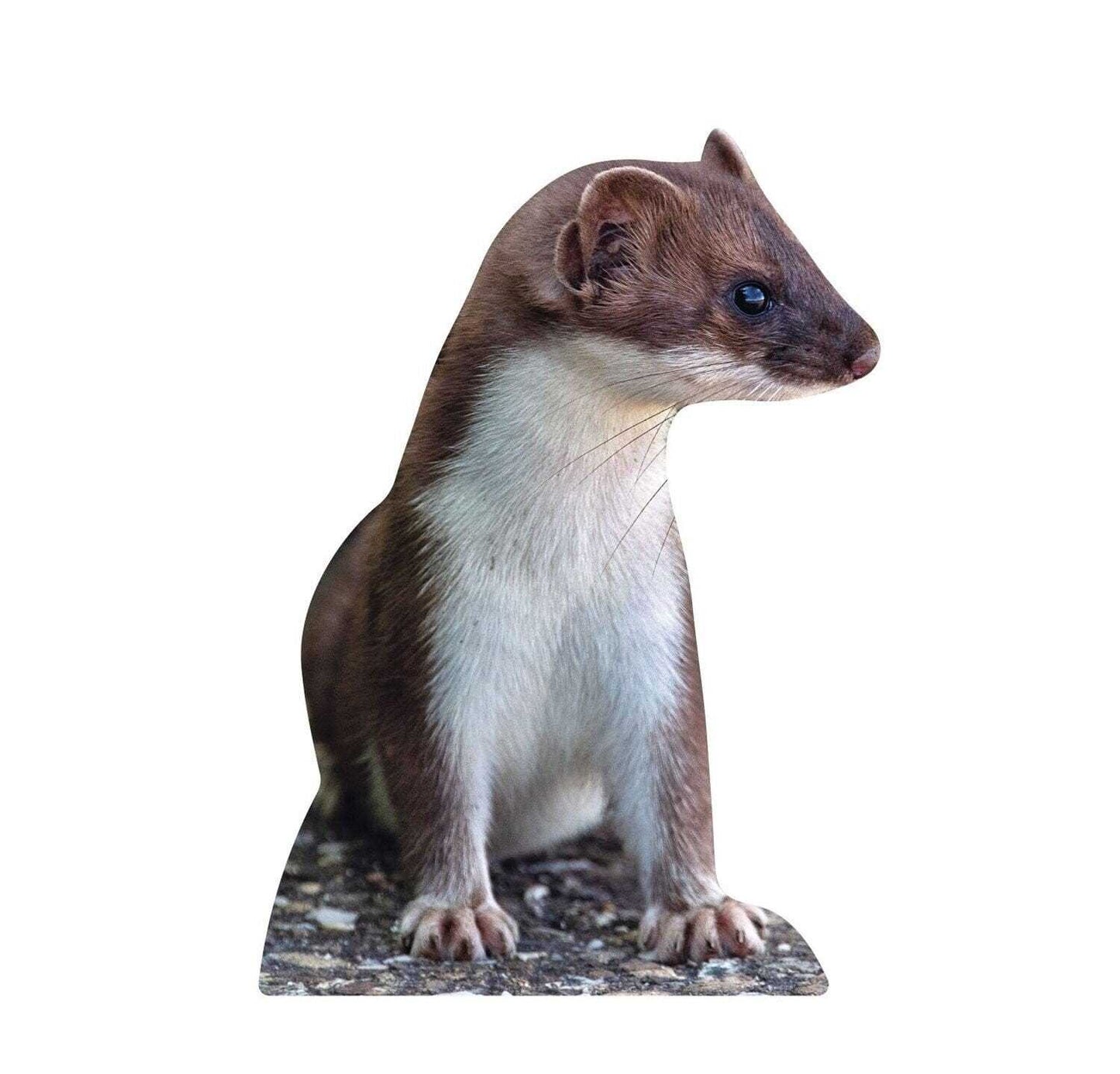 Wiesel